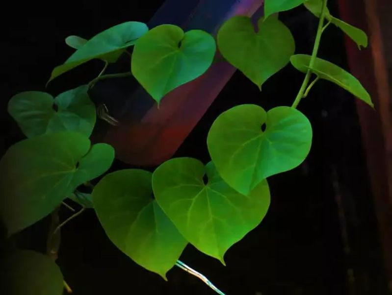 एंटीवायरल और एंटी बायोटिक गुणों से भरपूर होती है गिलोय, रोज सेवन के हैं जबरदस्त फायदे