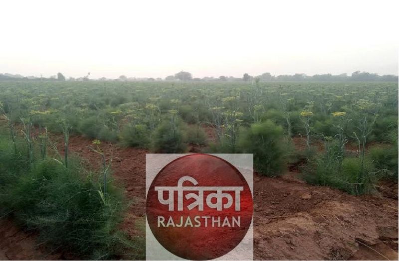 आबू की सौंफ से खुल सकते हैं रोजगार के द्वार, देशभर में फैलेगी खुशबू