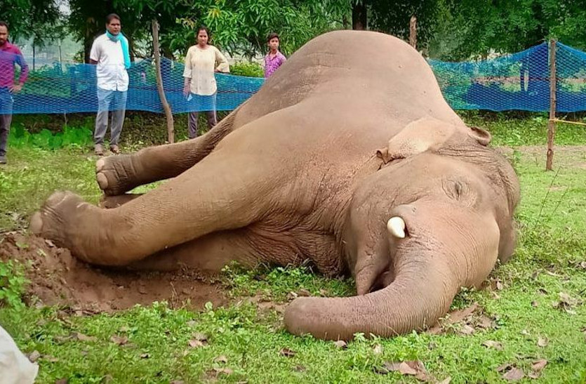 chhattisgarh_elephant_death.jpg