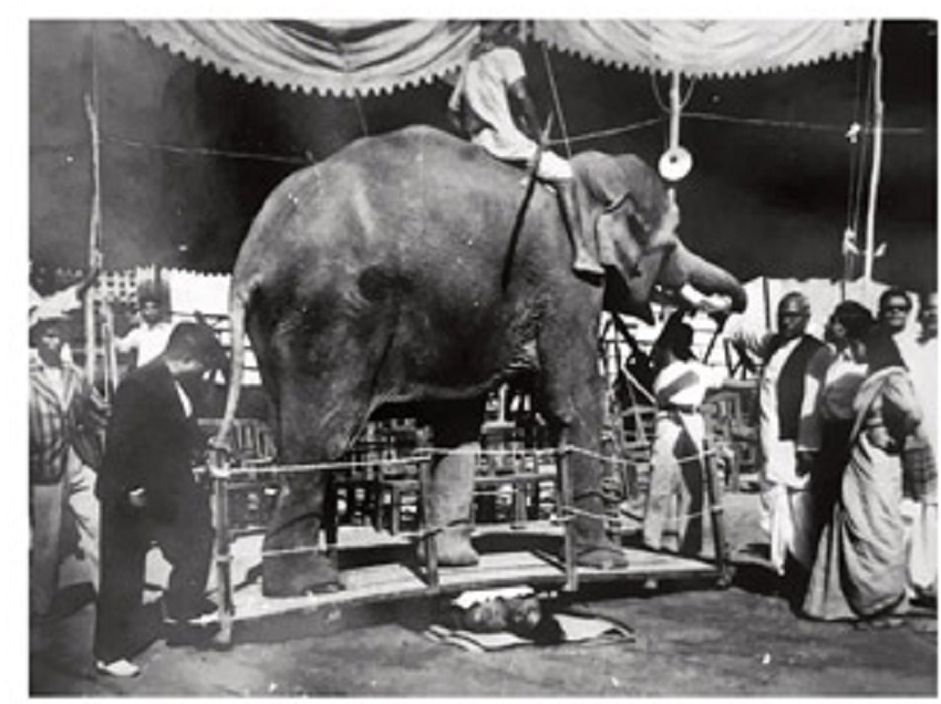 छाती पर हाथी का करतब दिखातीं थीं बंगाल की यह योगकन्या