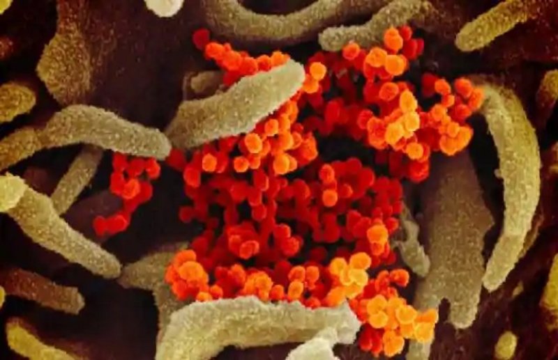 कोरोनावायरस से लडऩे वाले 125 प्राकृतिक पदार्थों की हुई पहचान