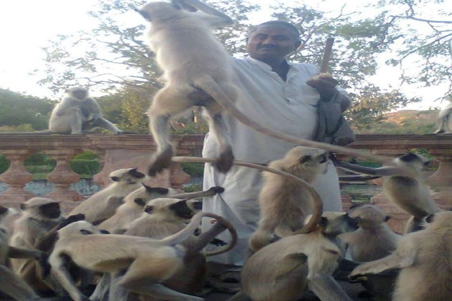 महामारी में मानवीय रिश्तों से करीब होते जा रहे हनुमान लंगूर