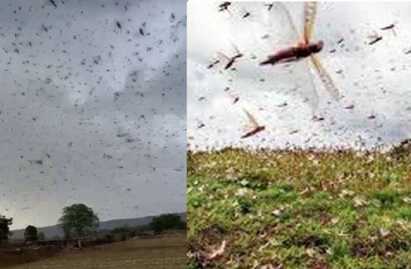 कोटा शहर में फिर टिड्डियों का हमला, बारिश में तितर-बितर हो गया दल