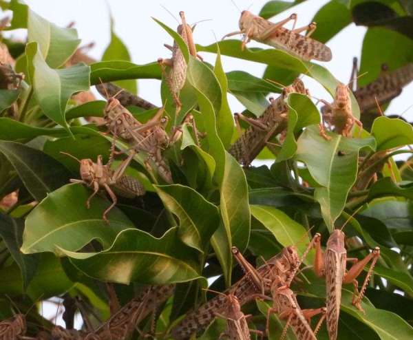 टिड्डी दल फोटो-3