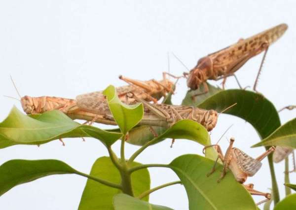 टिड्डी दल फोटो-2