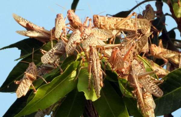 टिड्डी दल फोटो-4