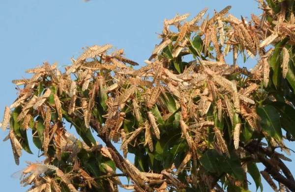 टिड्डी दल फोटो-9