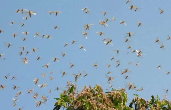 टिड्डी दल फोटो-1