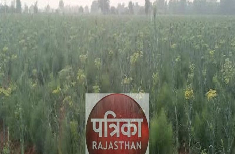 सौंफ के ग्रेडिंग पैकिंग व ऑयल उद्योग की विपुल संभावनाएं, खुल सकते हैं औधषि बनाने के उद्योग भी