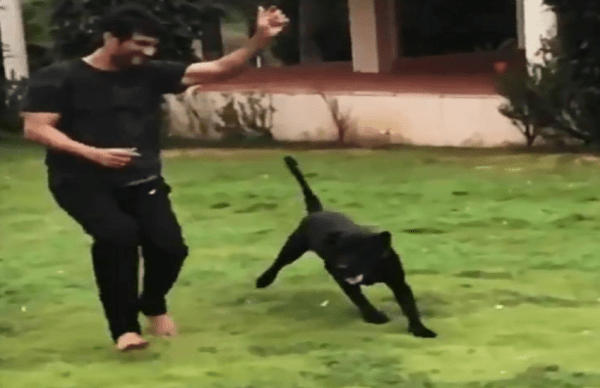 know Reality about sushant singh rajput dog fudge death news
