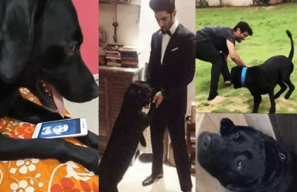 know Reality about sushant singh rajput dog fudge death news