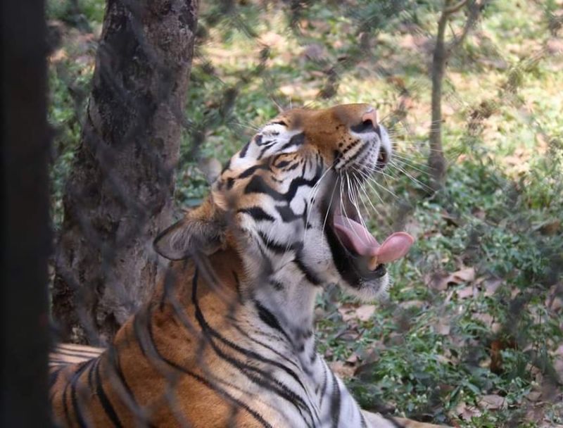 17 दिन में 3500 लोग पहुंचे बन्नेरघट्टा बायोलॉजिकल पार्क की सैर करने