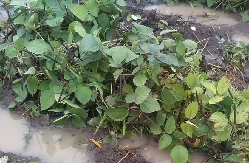 खेतों में रखी मूंग की फ सल बारिश से हो रही खराब, किसानों की चिंता बढ़ी