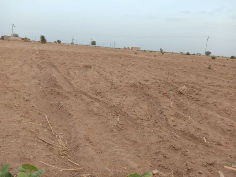 बुवाई ने पकड़ा जोर, अब तक पौने दो लाख हैक्टेयर में जुताई