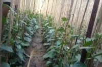 पहले मौसम, अब लॉक डाउन से करोड़ों की फसल चौपट