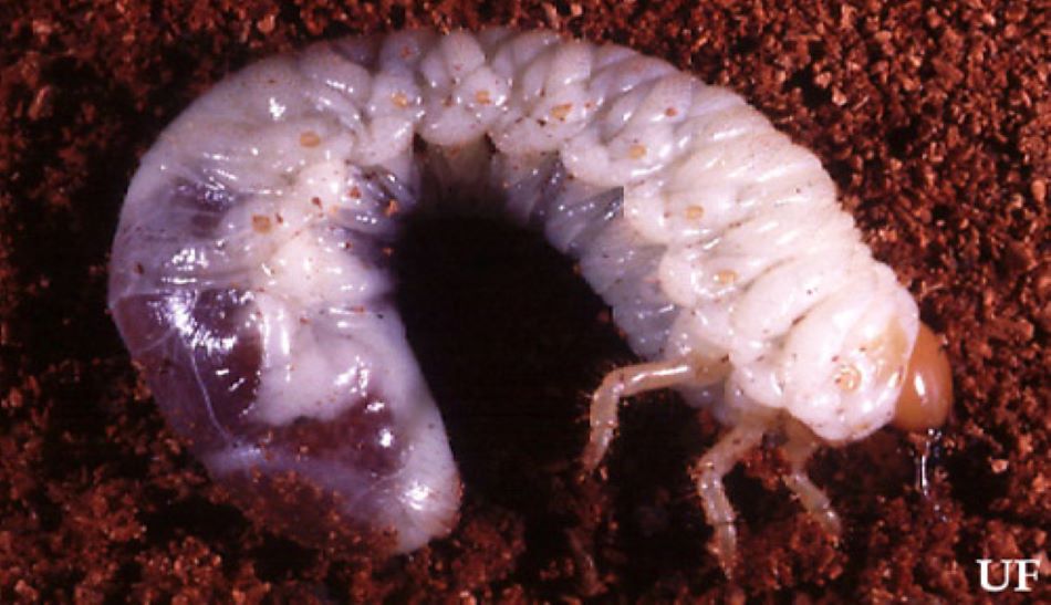 white grub--‘सफेद लट ’ व ‘टिड्डी’ के साए में मूंगफली की बुवाई खतरे में