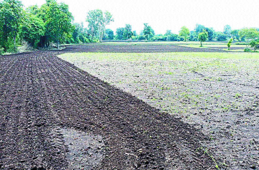 अब बरसाती मूंग की ओर भी बढ़ा क्षेत्र के किसानों का रुझान