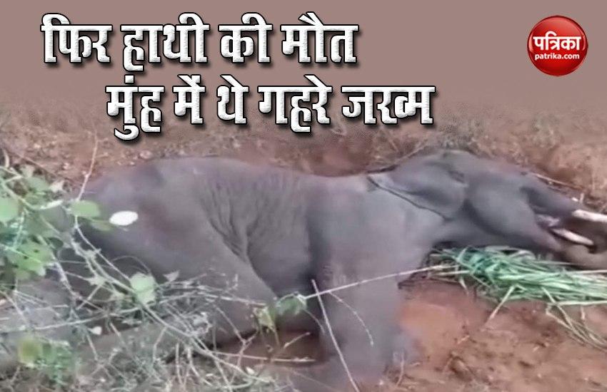 Eelephant died in Coimbatore 