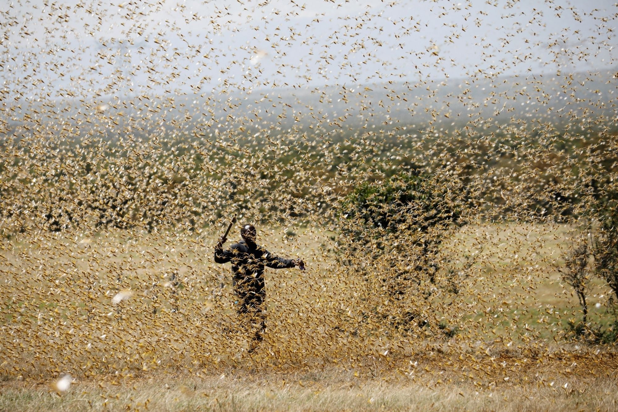 Locust Attack