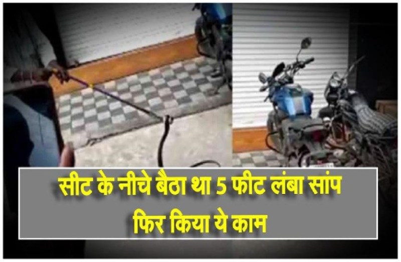 सीट के नीचे बैठा था 5 फीट लंबा सांप,फिर किया ये काम
