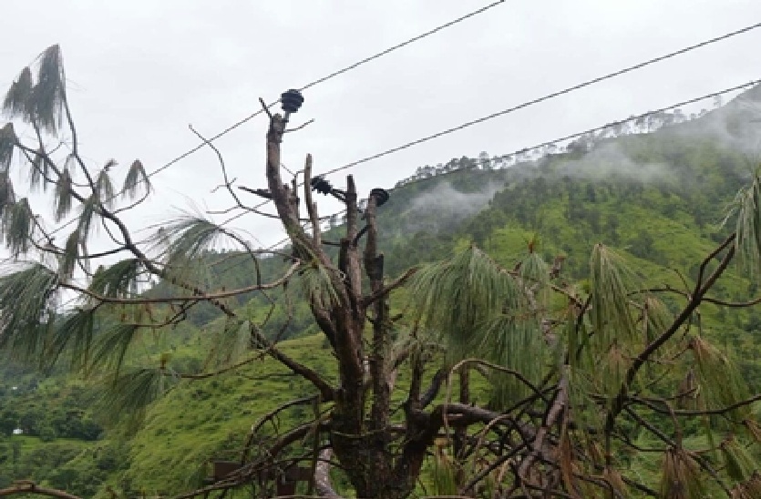 बिजली विभाग के दाव-पेंच में उलझा पूर्व सीएम का गांव, पेड़ में तार बांध हो रही विद्युत आपूर्ति