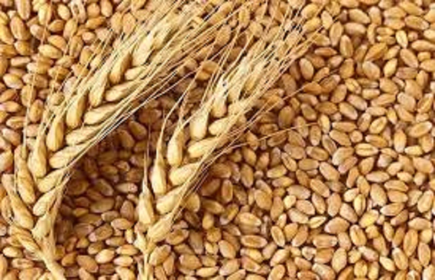 हाड़ौती में 1240 करोड़ का गेहूं खरीदा