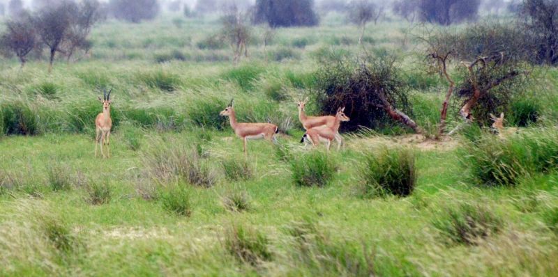 स्वच्छंद विचरण की आस, लाई मौत के पास !