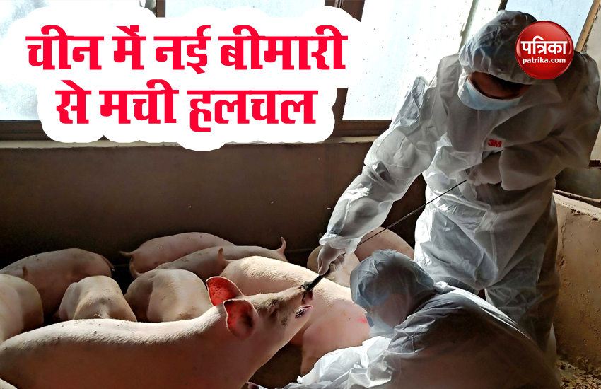 swine_flu1.jpg