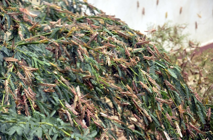 फायरगाड़ी के सायरन बजाकर केवलादेव से भगाया टिड्डियों का दल