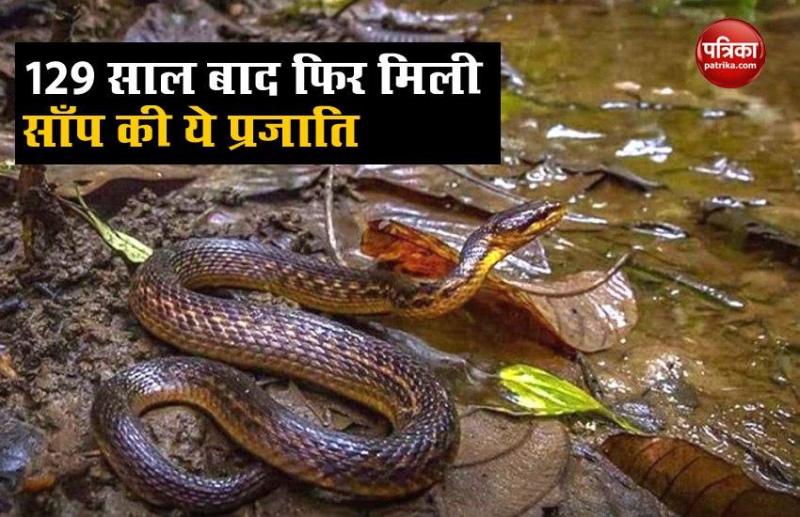 The Assam Keelback snake that was lost and found 129 years later