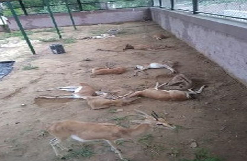 फोटो कैप्शन - जोधपुर के वन्यजीव चिकित्सालय में वर्षाकाल के दौरान घायल चिंकारे (फाइल फोटो)