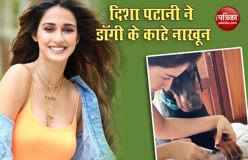 Disha Patani's Pet Dog Goku