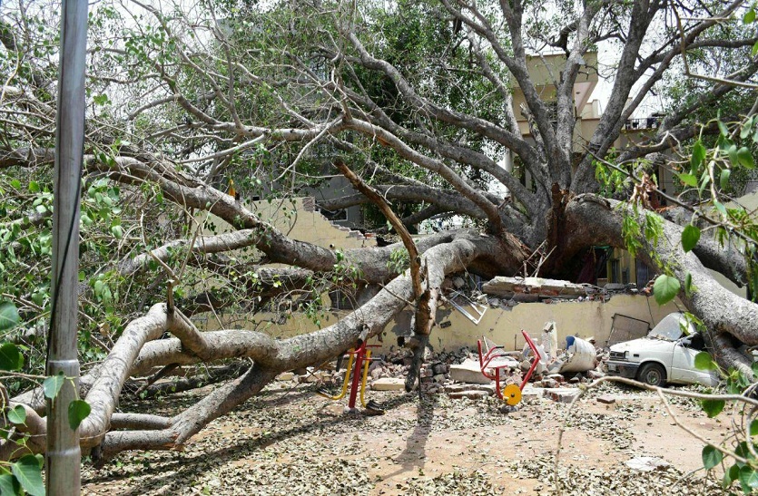 पीपलधाम मंदिर में लगा बरसों पुराना पीपल का पेड़ गिरा
