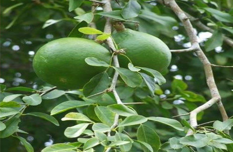 गर्मी में बील के पत्ते शरीर को देते हैं तुरंत ऊर्जा अन्य रोगों में भी फायदेमंद