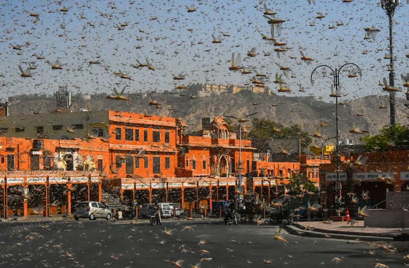 ब्रिटिशकाल में टिड्डियों की सूचना देते थे पोस्टकार्ड से