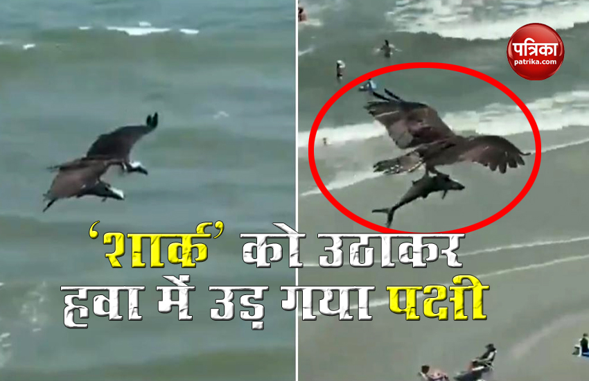 Bird soars high in sky with a big fish in its claws