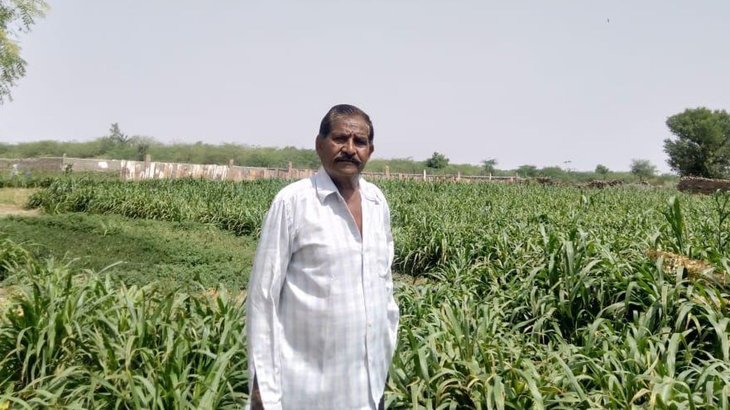 लॉकडाउन में जर्मन भाषा बोलने वाले गाइड सुन्दर सिंह ने खेत में उगाया पशुओं के लिए चारा