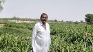 लॉकडाउन में जर्मन भाषा बोलने वाले गाइड सुन्दर सिंह ने खेत में उगाया पशुओं के लिए चारा
