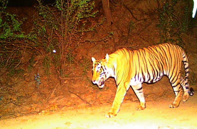 sawaimadhopur Ranthambor tiger move to bundi ramgarh
