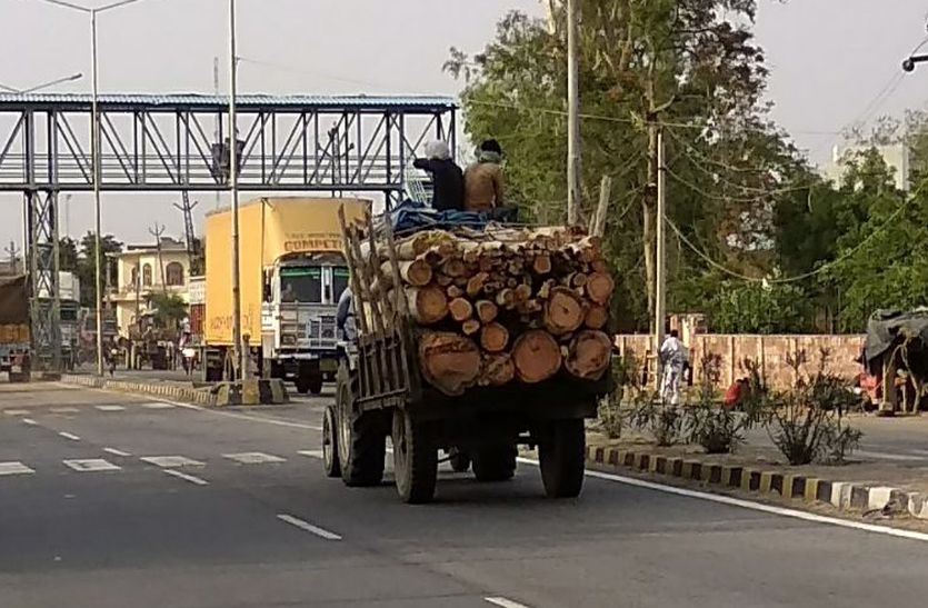  Smuggling of green wood, administration unaware, mafia gets ax on trees