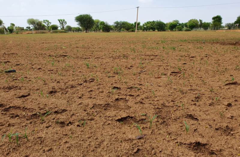 टिड्डी से पीछा छूटा नहीं, ये आफत आ गई किसानों के सामने