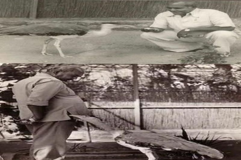 जोधपुर में 36 साल बाद फिर से गोडावण का अण्डा