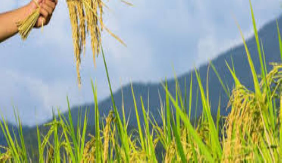 CROP INSURANCE-- - प्रदेश में पीएम खरीफ फ सल बीमा योजना की अधिसूचना जारी
