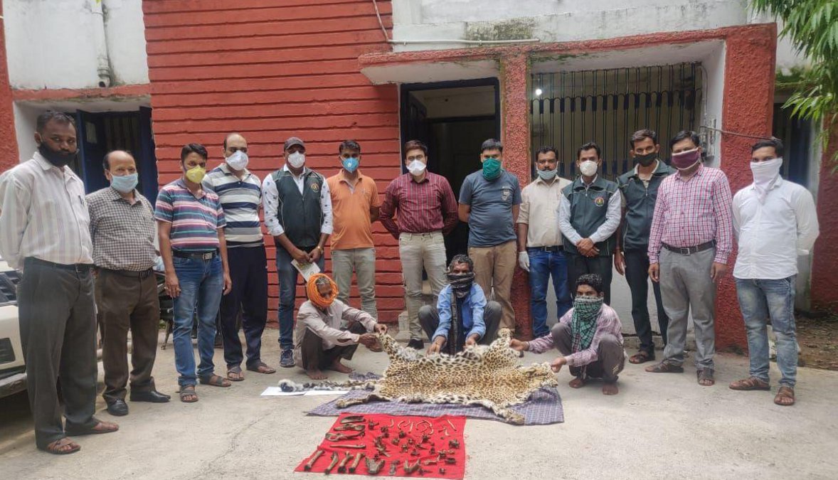 Three accused caught with leopard skin, questioning continues