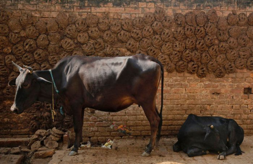 Amid petrol price hike, NCW proposes to use cow-dung CNG for cheap fuel 