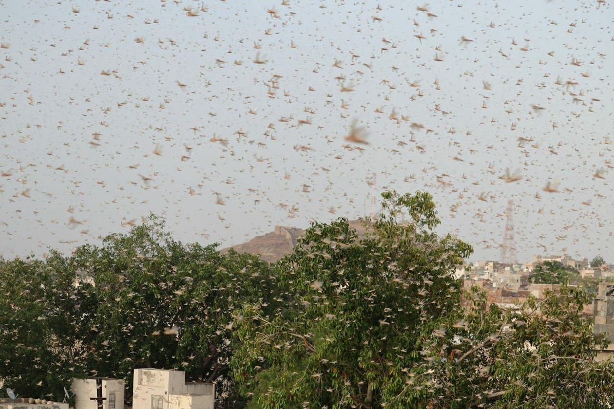 पाक में पूरे मानसून अण्डे देगी टिड्डी, भारत को बॉर्डर पर रहना होगा तैयार