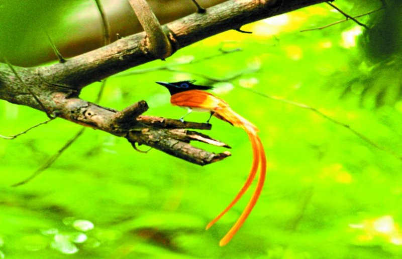 एमपी के राज्य पक्षी 