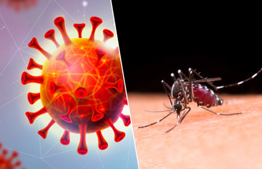 कोरोना वायरस और डेंगू बुखार के लक्षण में होते हैं ये अंतर, जानें बचाव के तरीके