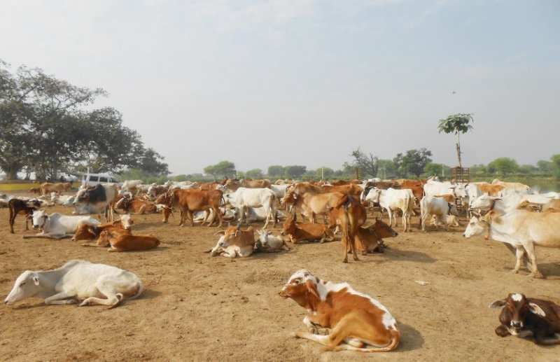 किसानों के आर्थिक गतिविधियों को सम्बल प्रदान करेगी गोधन न्याय योजना
