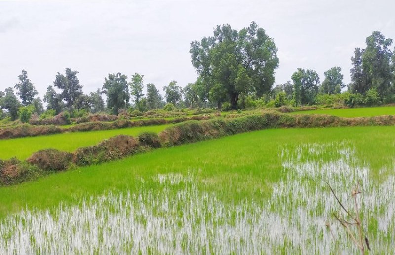 गौठानों में मवेशी, खेतों में हरियाली, रोका-छेका की यही कहानी